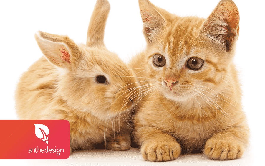 Template : un lapin et un chaton avec le même pelage