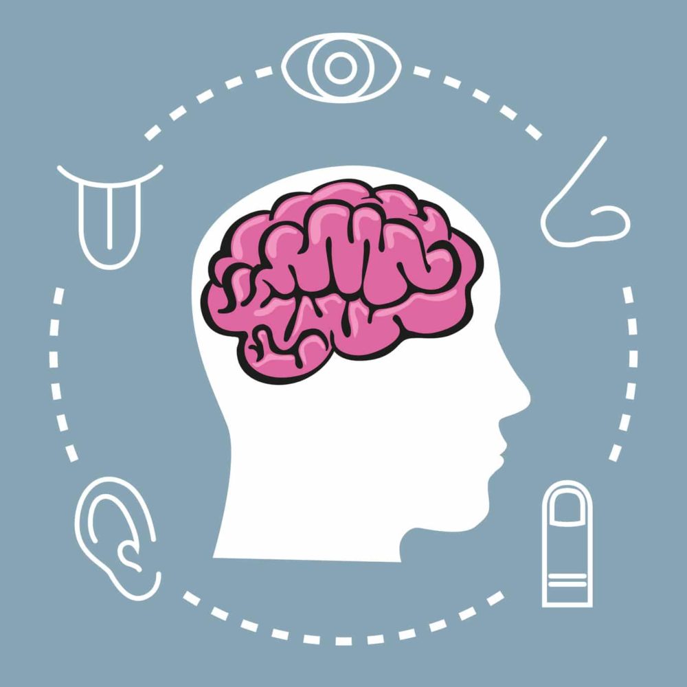 marketing sensoriel cerveau